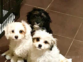 Cavapoo f1 puppies girls  fully vaccinated
