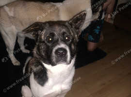 American Akita in Bradford on Freeads Classifieds - Akitas classifieds