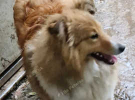 Shetland Sheepdog Girl