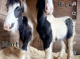 2 stunning Colts