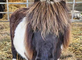 2 Year Old Registered Miniature Shetland Filly