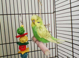 1 male baby budgie 10 weeks old..,hand tamed,
