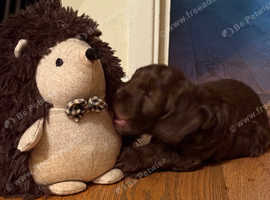 Cockapoo puppies
