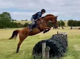For full loan 15.2 9yo chestnut mare