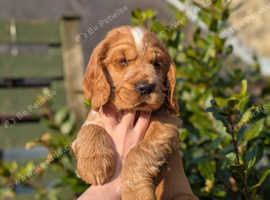 Show Cocker spaniel puppies