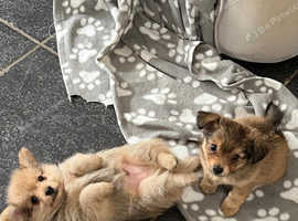 Miniature Dauchshund/Pomeranian cross puppies