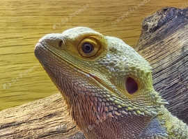 Bearded dragon for sad sale