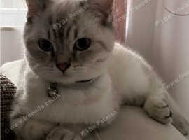 Ragdoll mixed Chinchilla kitten for sale