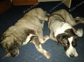 my beuutiful kangal just  had 10 more pups