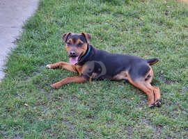 Wakefield lakeland sale terriers