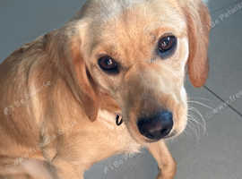 Lab cockapoo