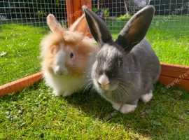 Lionhead and Dutch rabbit