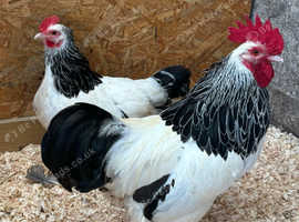 Light Sussex bantam pair