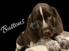 BUTTONS NEEDS A FAMILY !!