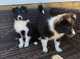 Stunning rough collie x boarder collie puppies for sale