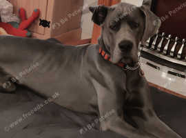 Great Dane Dogs and Puppies UK | Find Puppies and Dogs at Freeads UK's ...