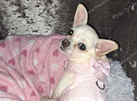 Female white chihuahua