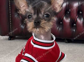 Miniature Mexican Hairless
