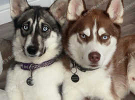 Male and female huskies