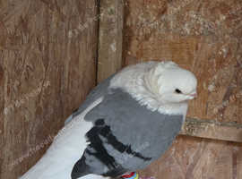German owl hen for sale