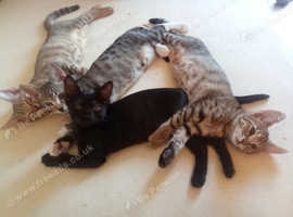 Savannah kits ready for their new homes