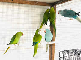 Beautiful coloured ringneck parrots for sale.