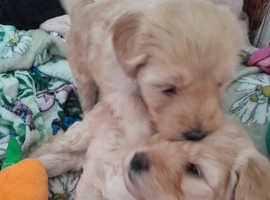 Beautiful labradoodle puppies for sale