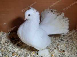 Male omski pigeon
