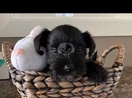 BLACK MINIATURE SCHNAUZER PUPPIES KC REG When leaving for their forever home, Pup will come with:  Vet check  Kennel Club Registered (includes 5 weeks