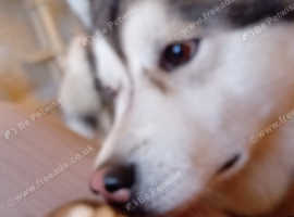 Alaskan malamute pupps
