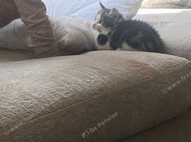 8 week old kitten