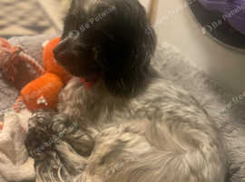 2 yr old Cocker spaniel