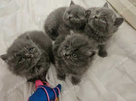 British longhair