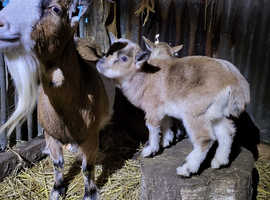 Pigmy goat. One female and one neutered male.