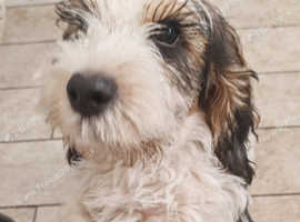 SOLD Petit basset griffon Vendeen male tri Colour puppy