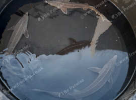 sturgeon for sale