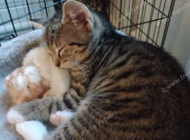 Female kitten for sale 10 weeks old now ready for a forever home eating and litter trained