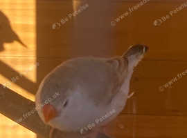 Zebra finch