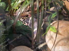 Honduran Milk cross Californian King Snake