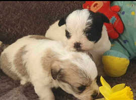 Beautiful chorkie puppies ready to leave on the 22nd Feb