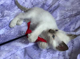 Beautiful Siamese Kittens