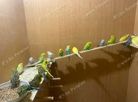 Beautiful budgies for sale in Greenock