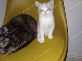 Cheap gorgeous white and blue British long haired kitten