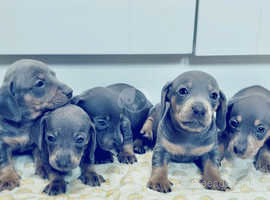 KC blue and tan mini amazing dachshund  puppies