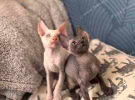 Cornish rex cats for sale hot sale near me