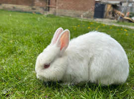 Bunny Netherland dwarf ( white ).