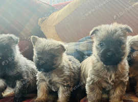 Kc reg cairn terrier pups