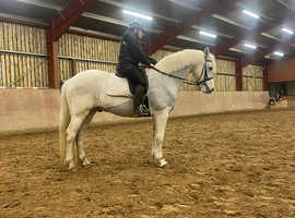 14.2hh well bred Connemara , school master