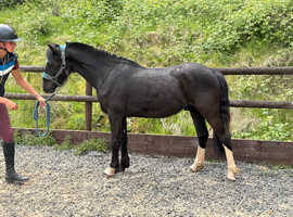 Welsh C Gelding looking for a new family
