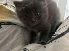 5 Russian blue kittens